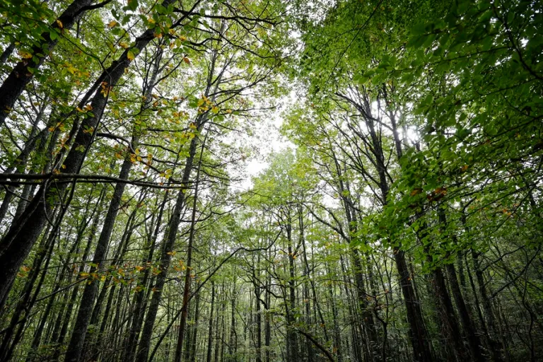 El interés por los créditos de CO2 desata la "fiebre del oro" por los bosques